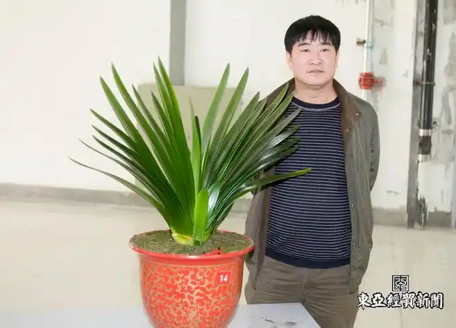 标价9999万的君子兰