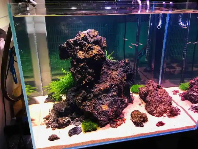 新开的石景缸 - 水草造景 - cta南美水族