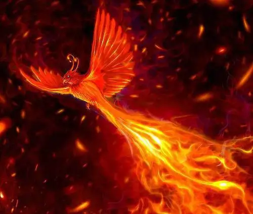 世界上真有凤凰吗凤凰长什么样 凤和鸾有什么区别呢