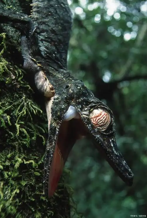 亚马逊热带雨林的危险动物