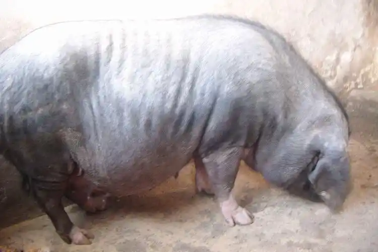 梅山猪的品种利用