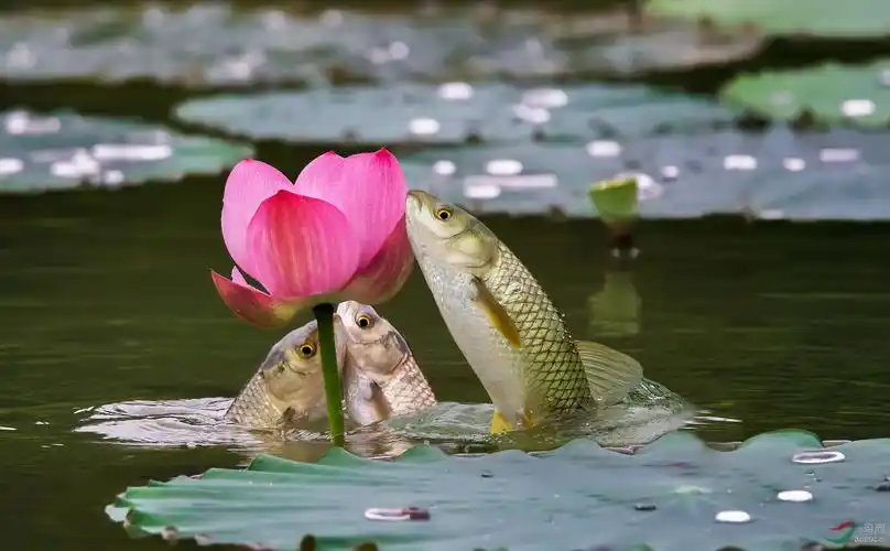 鱼戏荷花