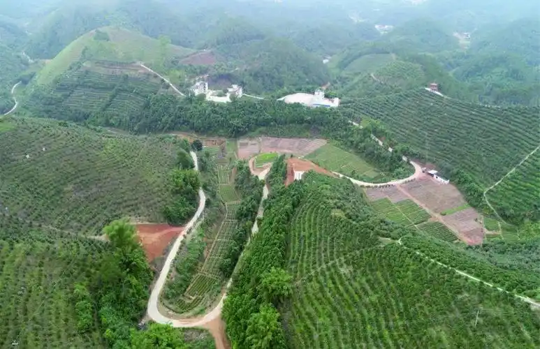 壮大油茶产业助推乡村振兴广西实施油茶双千计划纪实二