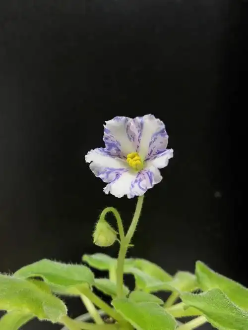 非洲堇缟花铃铃