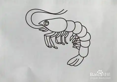 【简笔画】河虾的画法