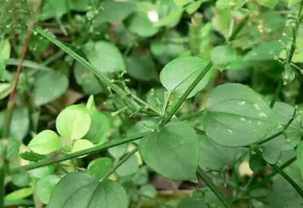 茜草泡酒喝作用功效有哪些