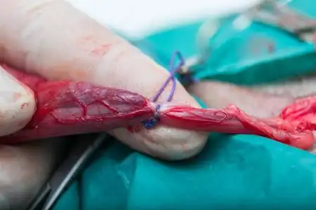 犬去势手术中单纯睾丸索结扎术照片