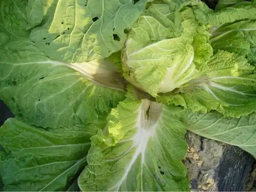 叶菜类蔬菜病害图谱大全