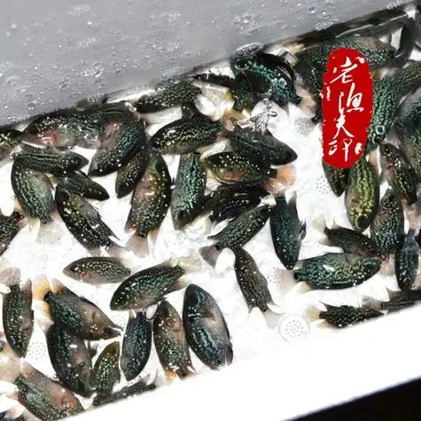 泰国进口泰金罗汉鱼苗精选高起头率花罗汉鱼鱼苗热带