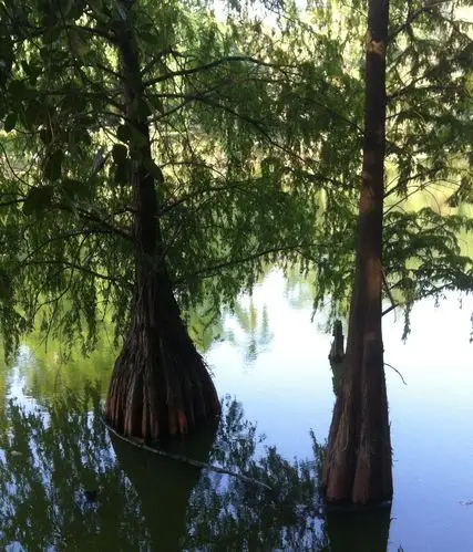 这种水中的树叫什么名字