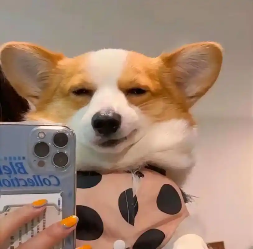 可爱狗狗微信头像,自取自取!#热点引擎计划