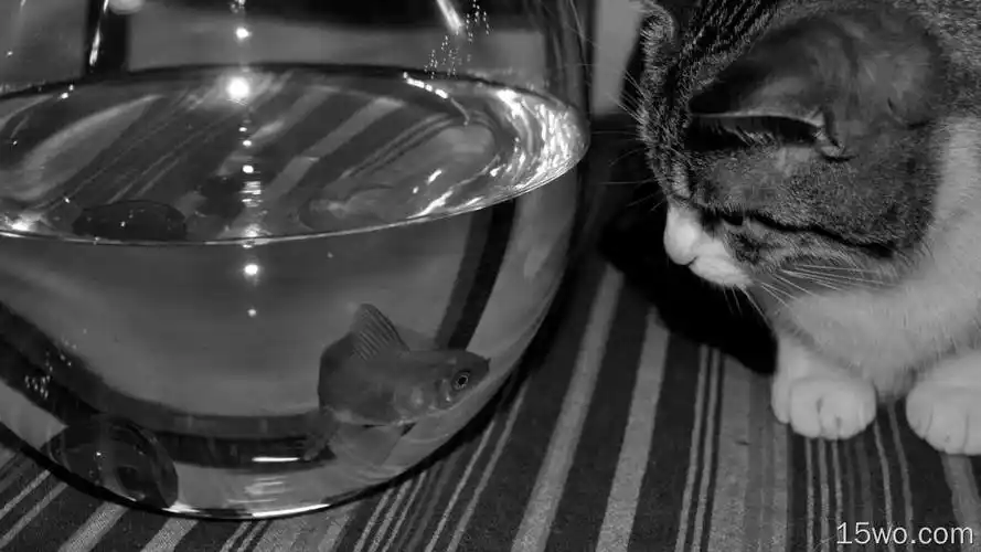 摄影 黑白 猫鱼 可爱 高清壁纸