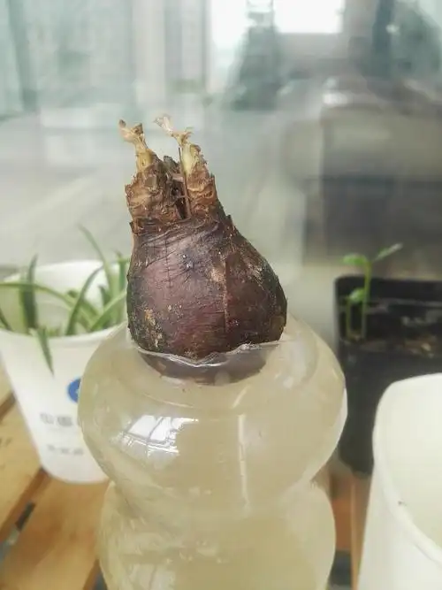 只长了一点根的…… 彼岸花 不说绝对看不出来吧!