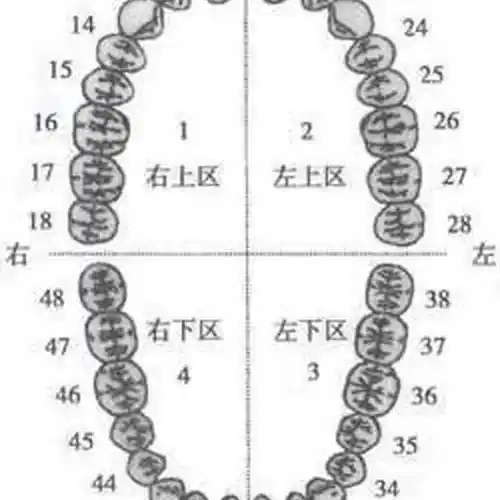 假牙齿优惠专场