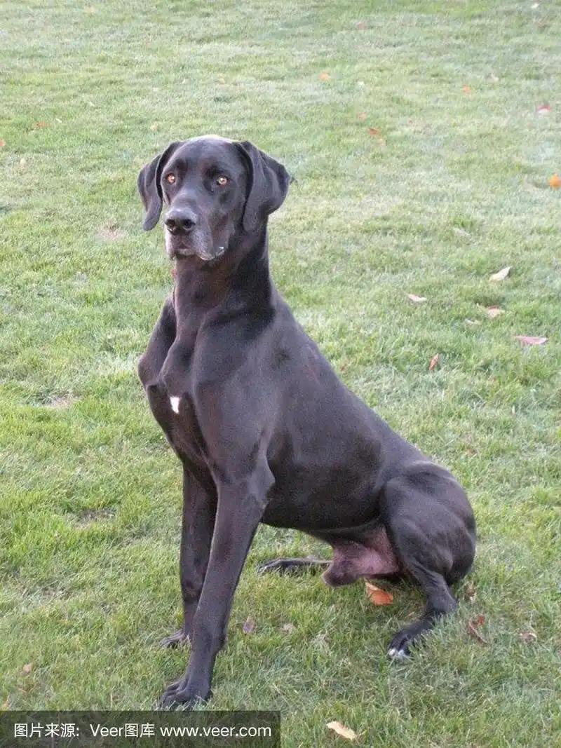 黑色的大丹狗