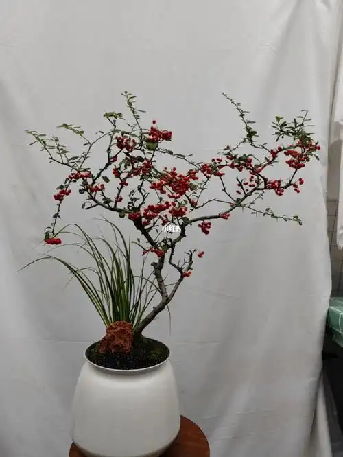 造型独特的火棘果,别有一番特色#记录生活  #园艺  #我家的绿植