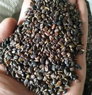 刺槐种子剩不多了还涨价了01