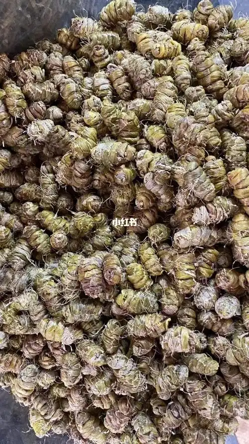 中草药铁皮石斛