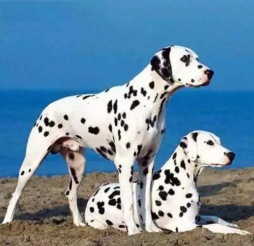 上的狗粮琳琅满目,有进口狗粮,国产狗粮,不同的狗粮品牌,又分有成犬粮