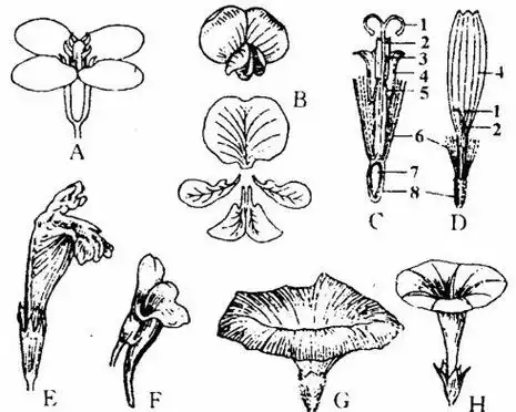 番茄花的雄蕊和雌蕊的简笔画