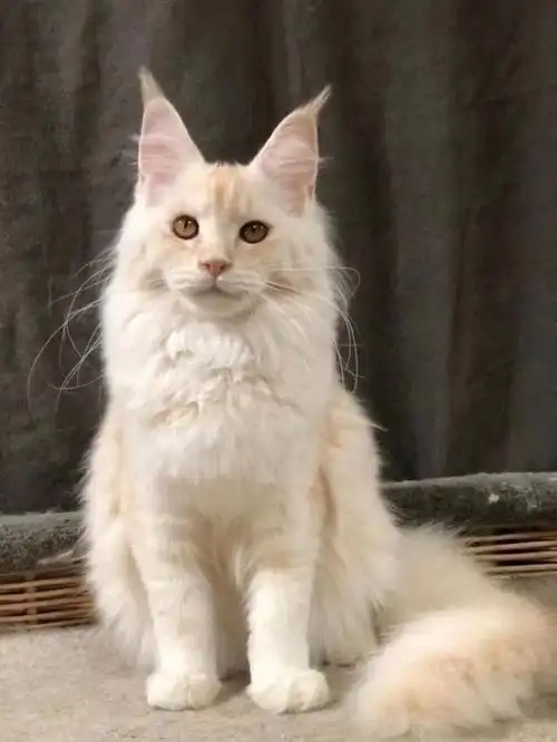 会微笑的缅因猫凯米尔色