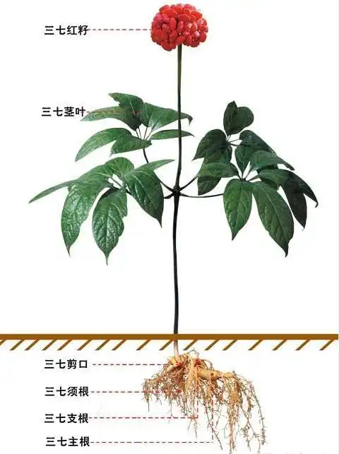 三七和田七的区别你知道吗?