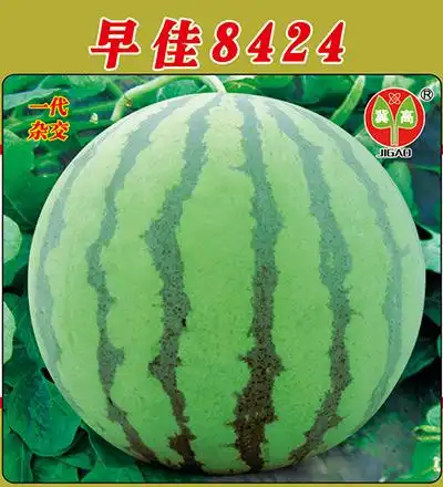 早佳8424