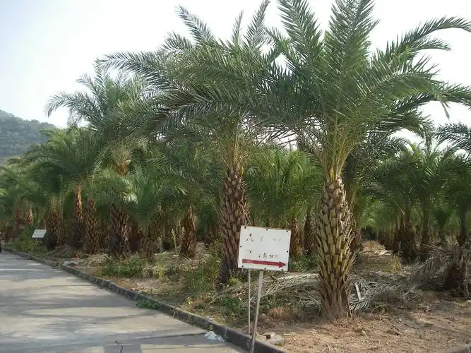 供应中东海枣树