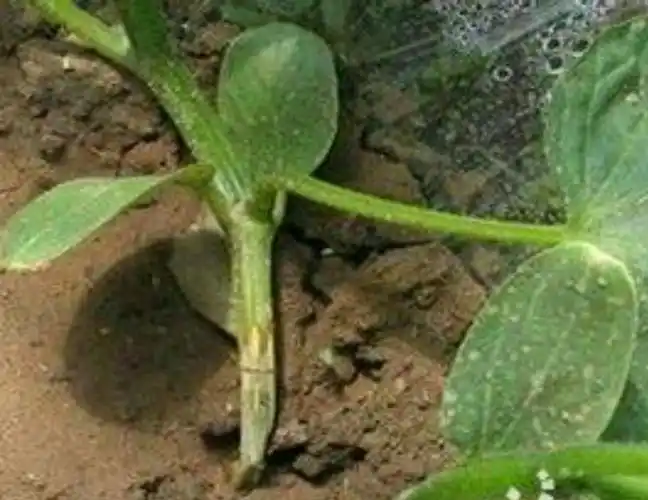 黄瓜幼苗猝倒病