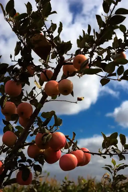 金秋10月 硕果累累 ,秋天是一个成熟的季节