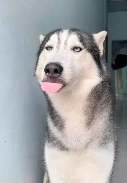 养一只表情帝二哈是种怎样的体验?