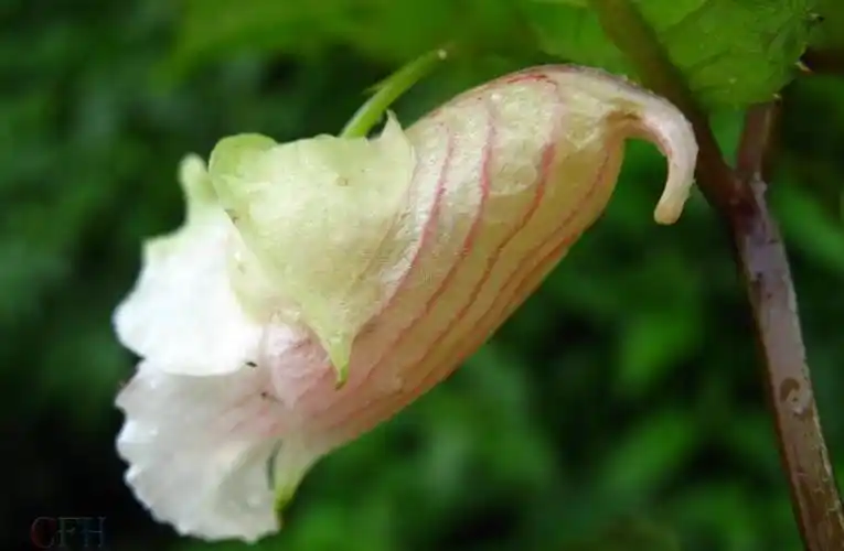 p> a target="_blank" href="/item/芒萼凤仙花/7055717" data-lemma