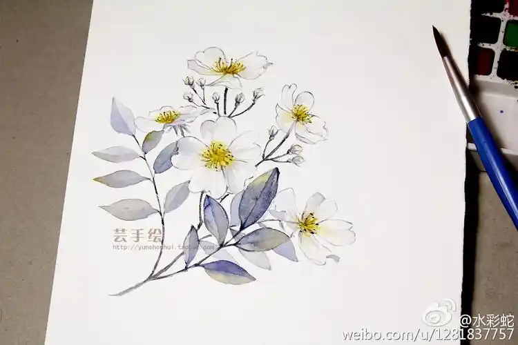 水彩——荼蘼花