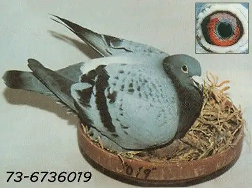 日本任秀夫引入詹森019始末(图)