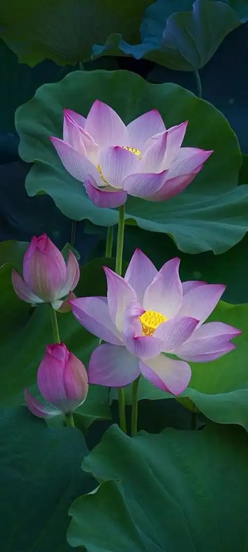 我是佛前一朵莲静静陪在你身边无论有多少风雨我的心始终不变我是佛前