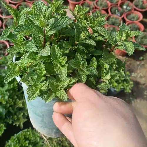 河南老家小叶大叶食用十香菜蒜汁捞面条香草植物薄荷驱蚊提神醒脑