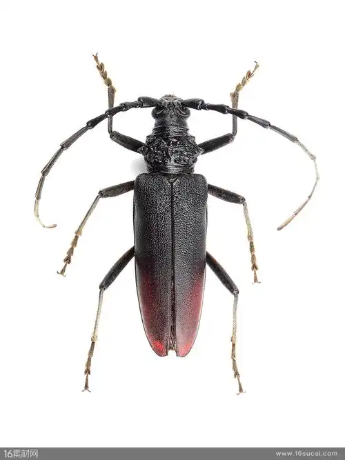 黑色甲壳虫动物高清图片