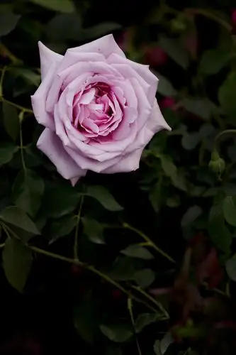 《欢乐的月季花》严焕文图/文.2020.4.29.