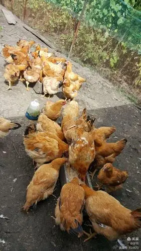 散养纯绿色生态鸡(自己家喂养的小鸡)20171019