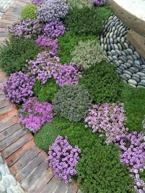 姬岩(姬岩垂草),姬岩垂草什么时候种(7种最好用的地被植物)_犇涌向乾