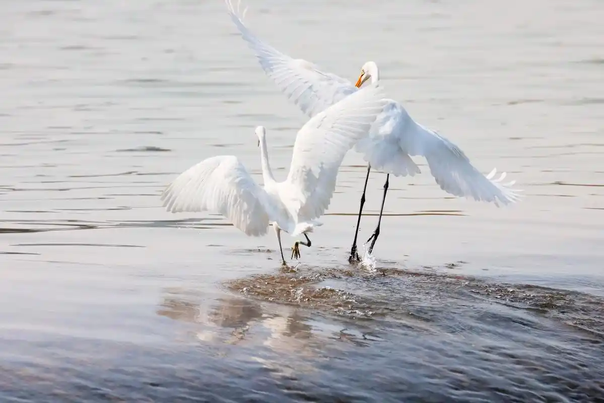 野生鸟类摄影    带着你一起飞(白鹭) - 抖音