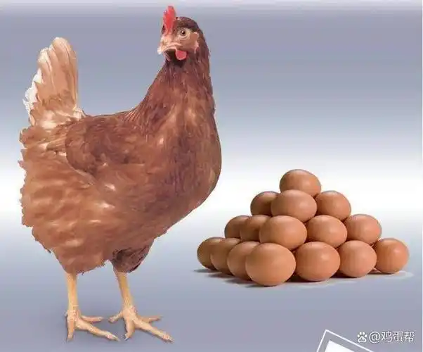 养鸡技术|7种褐壳蛋鸡品种汇总!