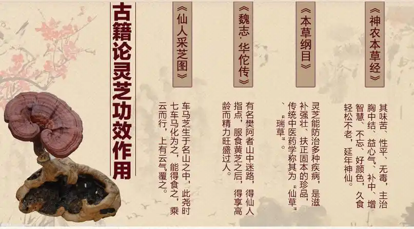 树舌的功效与作用药用价值远高于种植灵芝