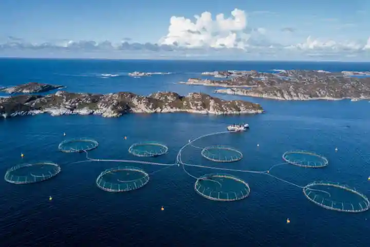 全球最大的大西洋鲑养殖企业——挪威美威(mowi)的一座养殖基地