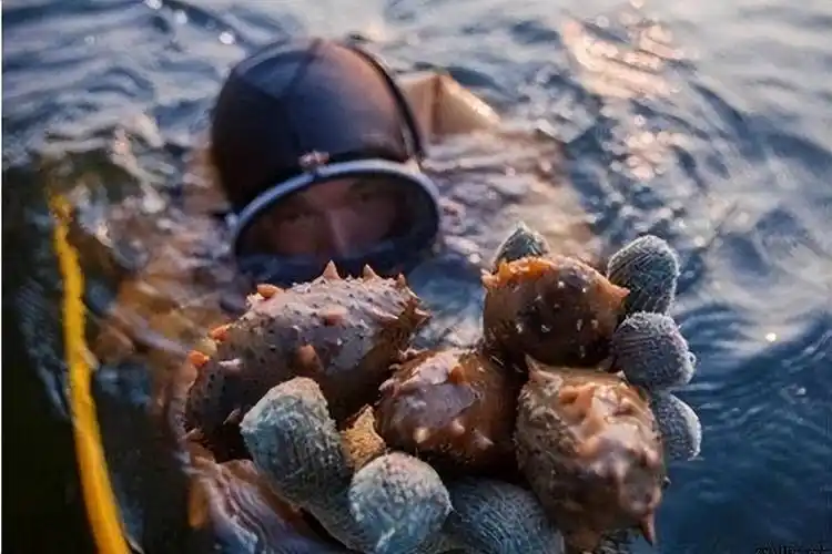 海参养殖周期一般要多长?海参怎么养长得快又大?