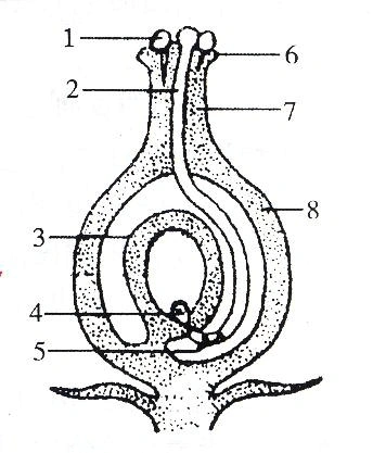 【知识梳理】 1 完  全 花 果实 2 (1)注明各结构名称: ①      ②