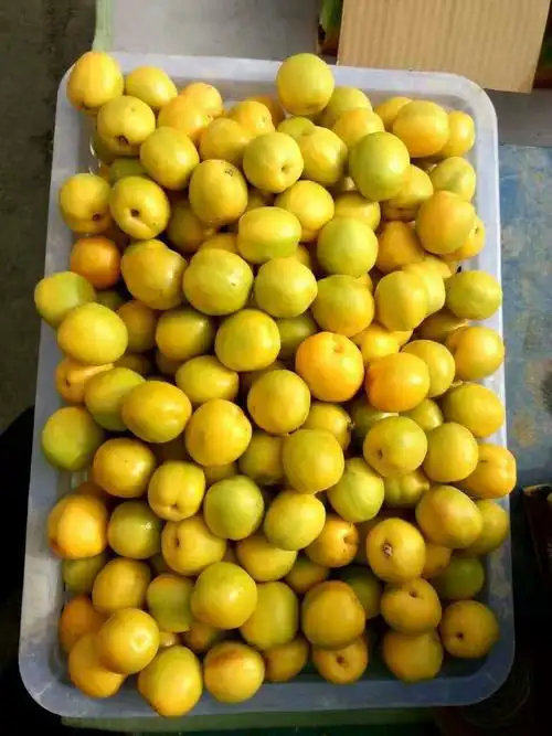 敦煌李广杏新鲜水果5斤装甘肃特产杏子顺丰快递【图片 价格 品牌 报价