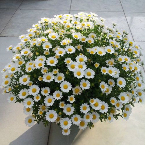 大滨菊盆栽花苗 小雏菊阳台花园多年生观花耐寒植物 1加仑大苗