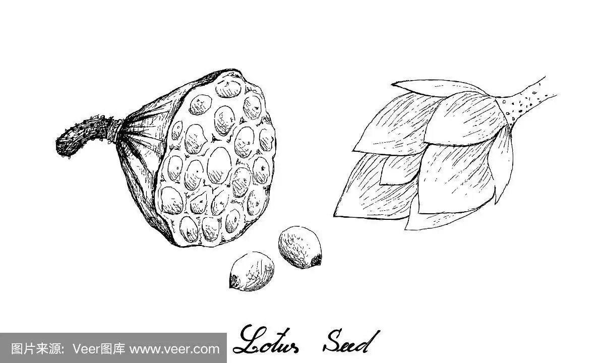 手画荷花荚与种子