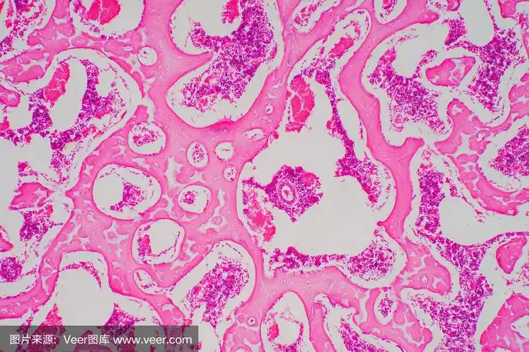 教育病理显微镜下观察人透明软骨骨.人体组织.